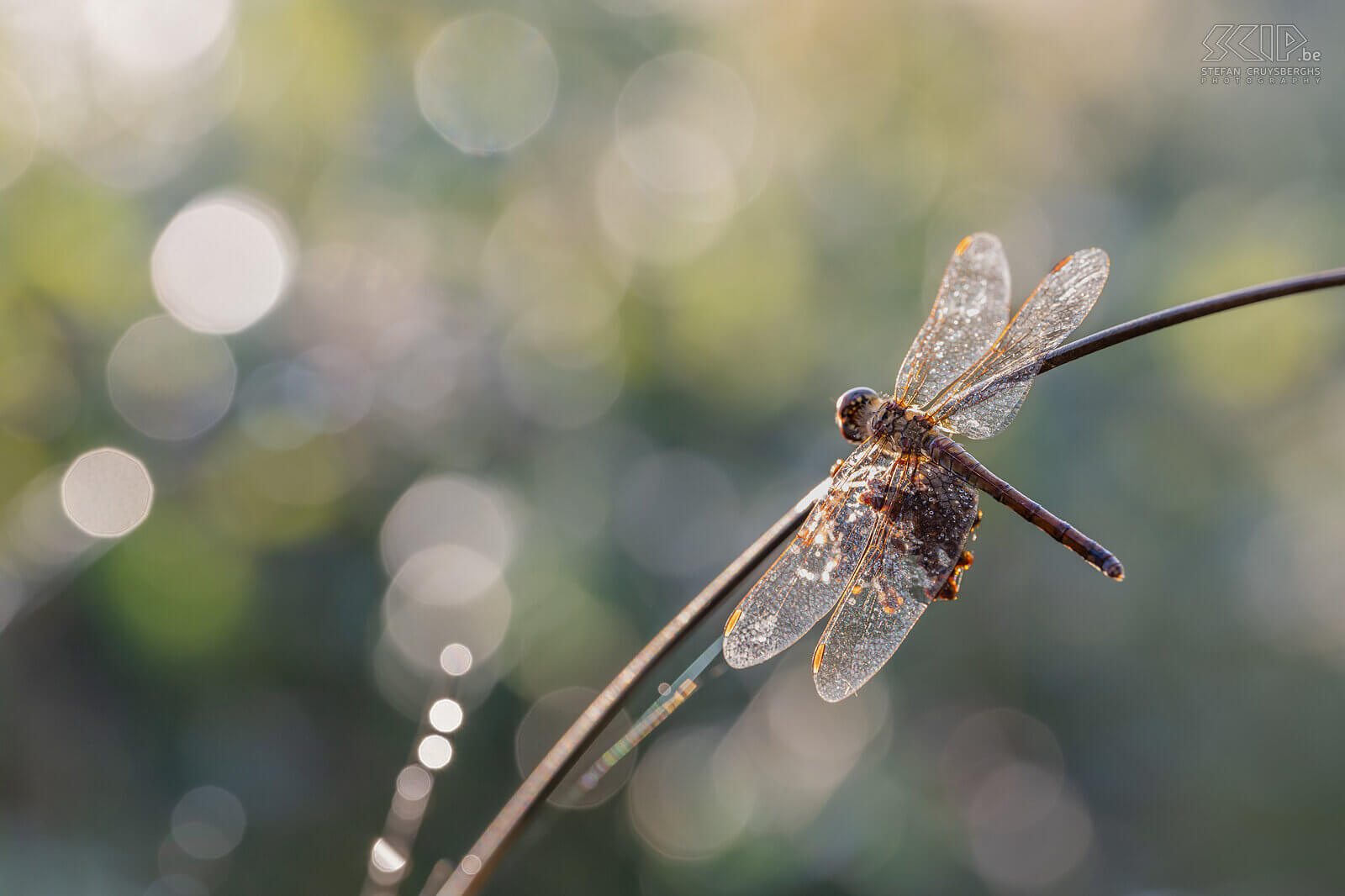 Insects - Common darter In a few nature reserves, I was also able to capture some beautiful dragonflies and damselflies this summer. Stefan Cruysberghs